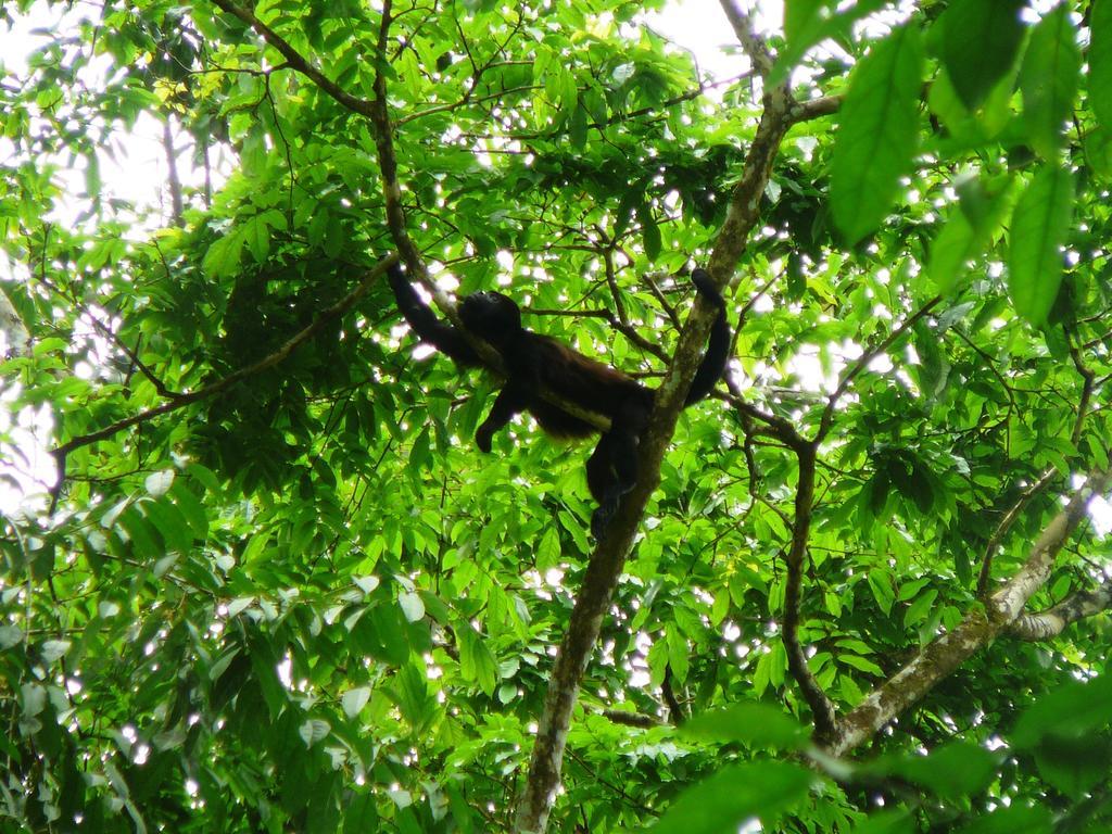 Casa Lina Sloth View Exotic Apartment With Privat Kitchen Puerto Viejo de Talamanca Oda fotoğraf