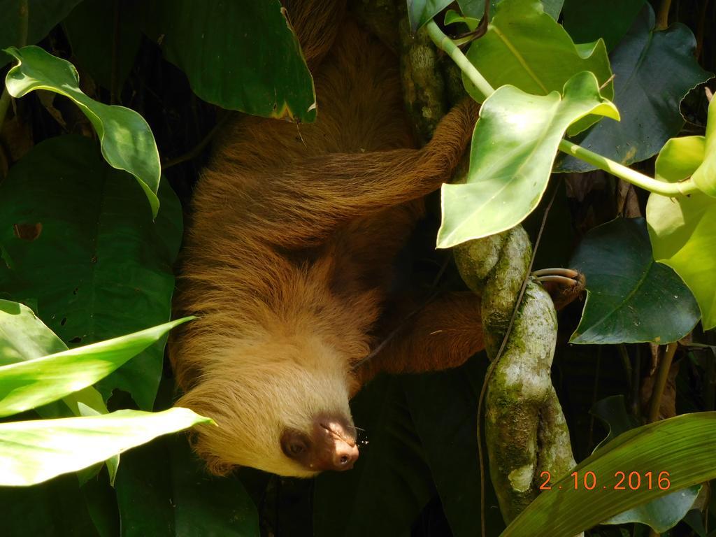 Casa Lina Sloth View Exotic Apartment With Privat Kitchen Puerto Viejo de Talamanca Dış mekan fotoğraf